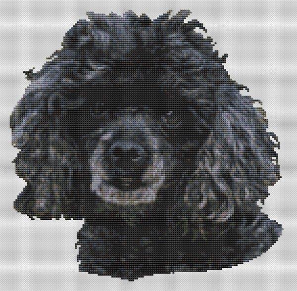 (image for) Black Miniature Poodle